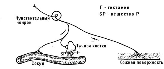 Аксон рефлекс. Аксонный рефлекс. Аксон рефлекс физиология схема. Механизм Аксон рефлекса. Понятие об Аксон рефлексе физиология.