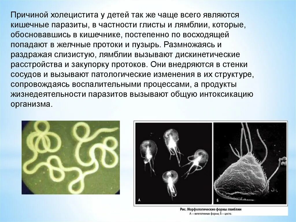 Паразиты являются. Лямблия клинические проявления. паразиты в желчном пузыре.