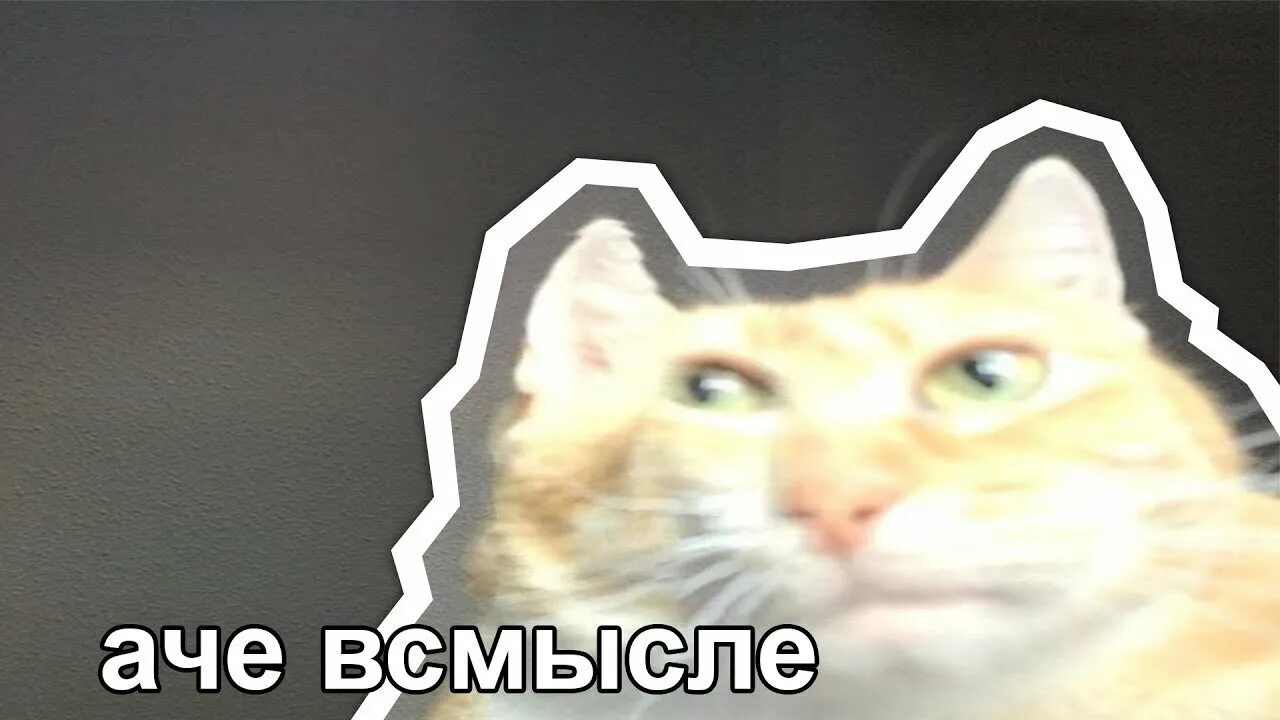 В смысле придумала. А че всмысле мем кот. аче всмысле. а че в смысле. аче всмысле мем.