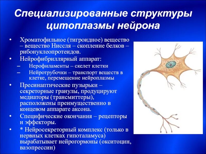 Нейрофибриллы функции. Тигроидное вещество нейрона строение. нейрофибриллы в нейронах спинного мозга. хроматофильная субстанция в нейронах. цитоплазма нервной клетки.