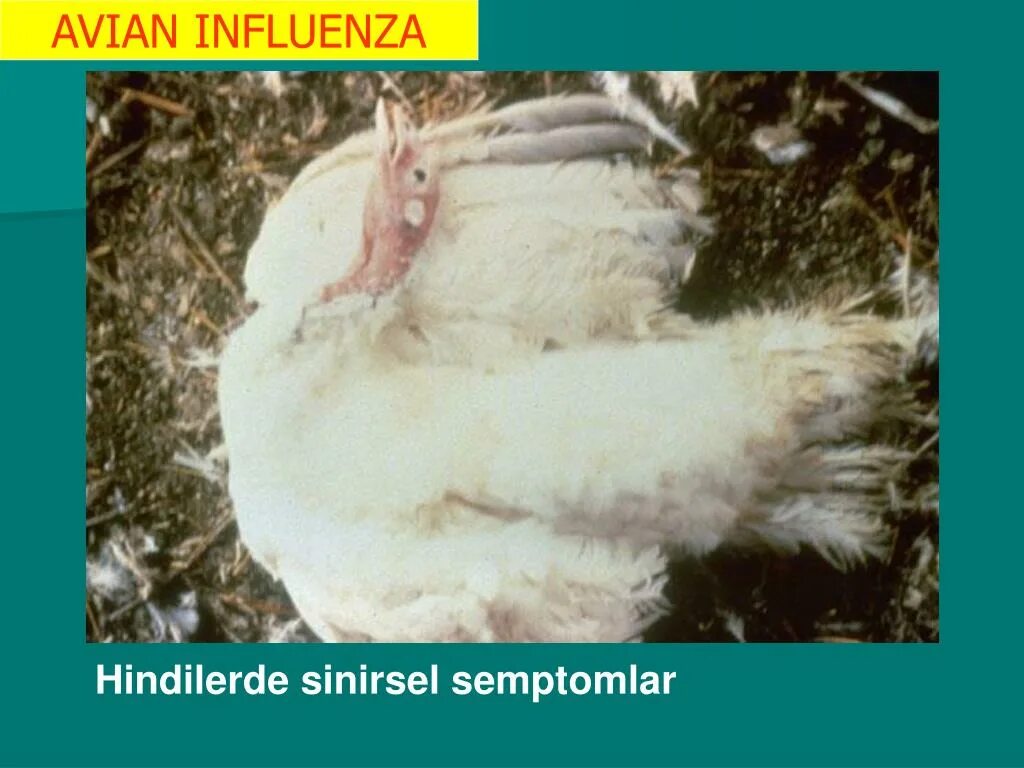 Симптомы гриппа птиц у птиц. Птичий грипп симптомы у птиц профилактика. Птичий грипп симптомы у птиц. Грипп птиц ветеринария. Птичий грипп симптомы у птиц.