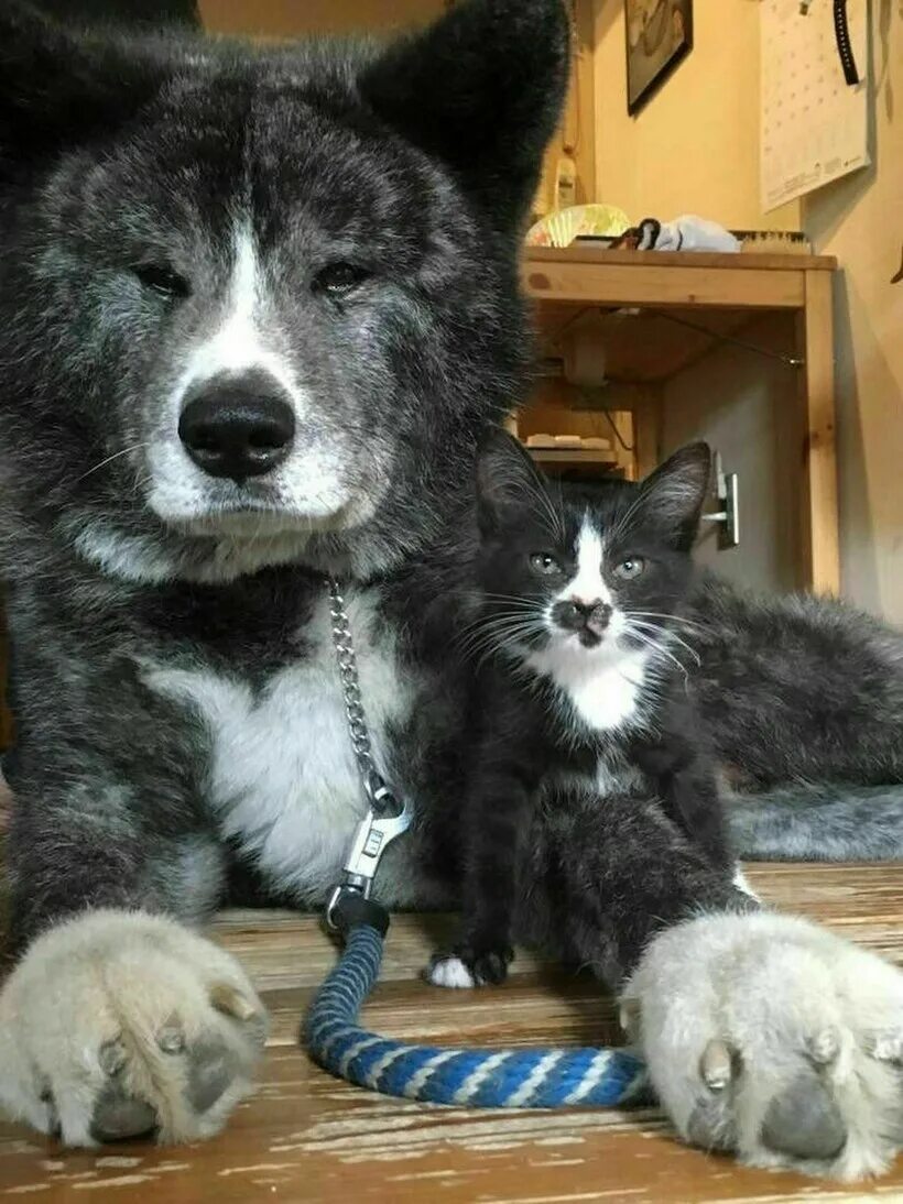 Котопесия блог