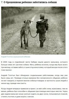 Реальные истории из жизни собак