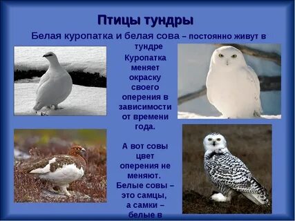 Красная книга тундры 4 класс