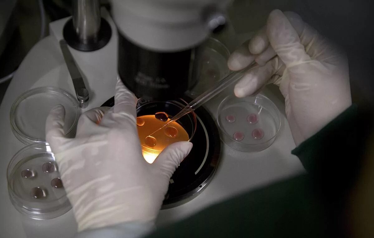 Трансплантация эмбрионов КРС. Биотехнология трансплантация эмбрионов. Трансплантация эмбрионов сельскохозяйственных животных.