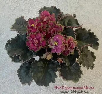 Фиалка коралловая мечта
