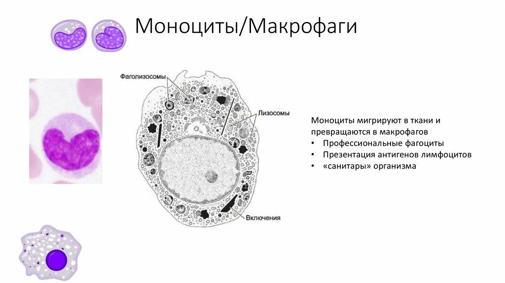 Макрофаги гистология. Макрофаги: моноциты гистиоциты. Клетка Макрофаг строение. Моноциты и макрофаги строение. Макрофаги количество