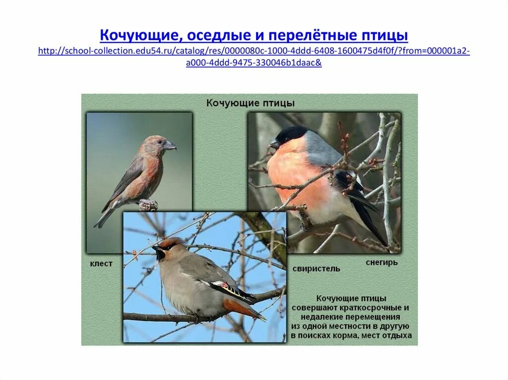 Колющие птицы. Перелетные зимующие и кочующие птицы.