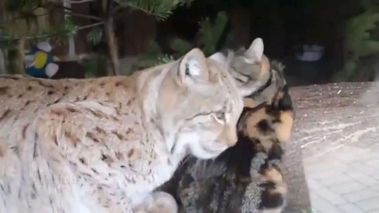 Ласковая рысь. Охота рыси на зайца. Кошка дуся. Bobcat тv bobcat тv. Голодная рысь.