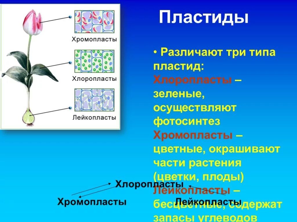 Пластиды хлоропласт хромопласт лейкопласт. Пластиды в клетках растений 5 класс биология. Пластиды растений хромопласты. Пластиды биология 10 класс.