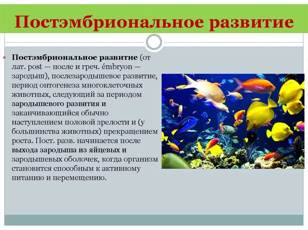 Постэмбриональное развитие. Периоды постэмбрионального развития. Этапы онтогенеза растений. Этапы постэмбрионального развития организмов.