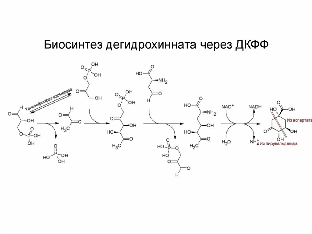 Номер биосинтеза. Биосинтез адреналина. Схема биосинтеза изохинолиновых алкалоидов. ПАО Биосинтез. Амоксициллин схема синтеза и биосинтеза.