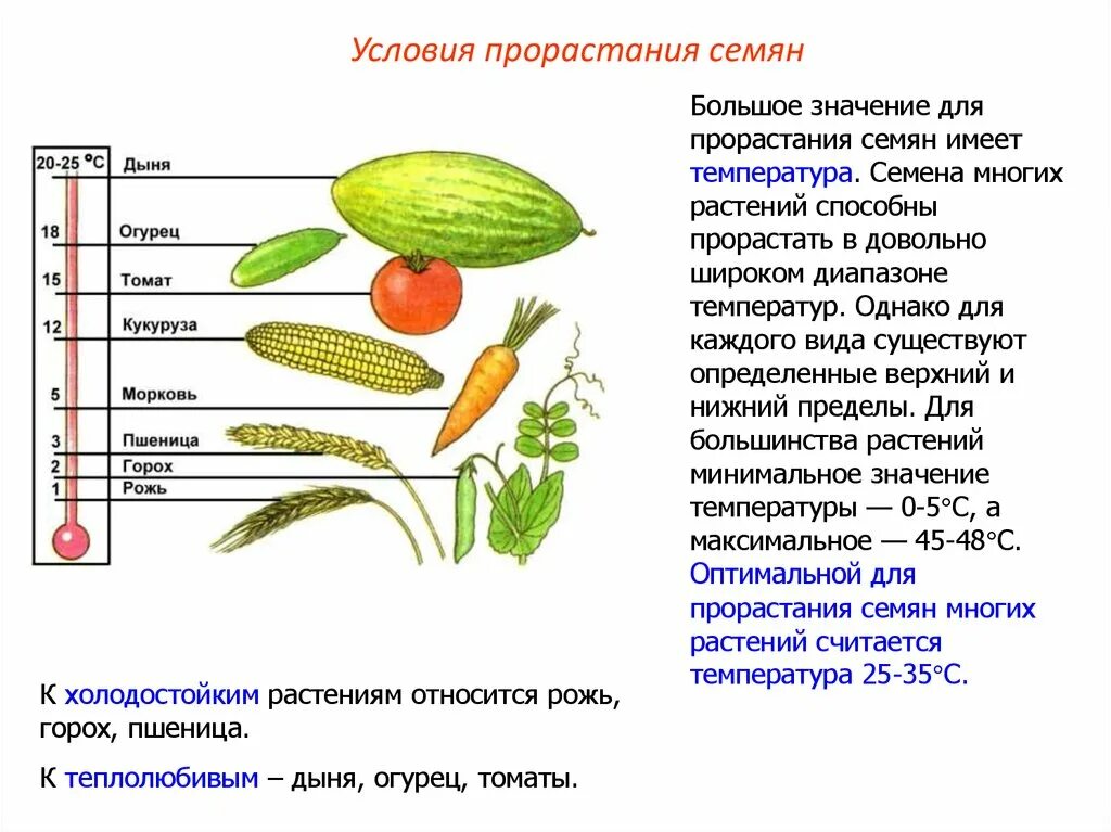 Определение всхожести семян культурных растений. Прорастание огурец прорастание семян. Условия прорастания семян растений. Условия прорастания семян и плодов. Факторы прорастания семян растений.