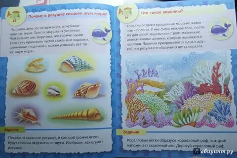 Почему ракушки