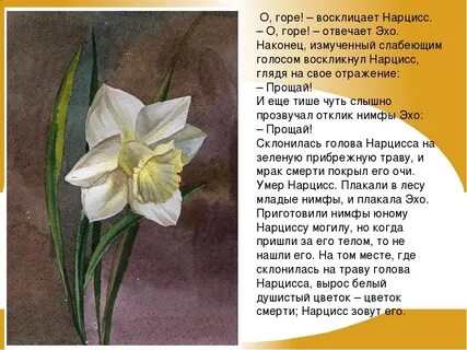 Нарцисс цветок значение