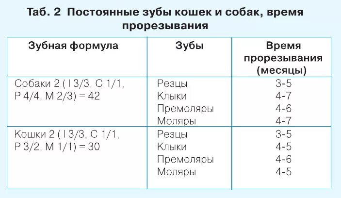 Формула количества молочных зубов. Зубная формула щенка. Зубная формула молочных зубов у собак. Зубная формула у щенка и взрослой собаки. Зубная формула постоянных зубов у собак.