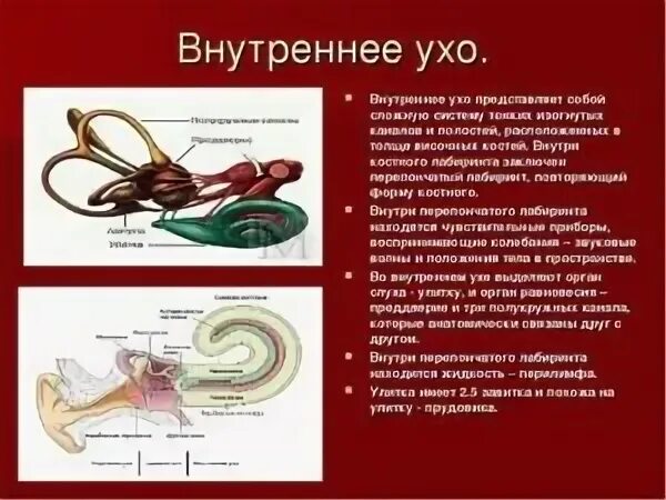 Чем заполнено внутреннее ухо. Функции ушной улитки. Внутреннее ухо строение жидкость. Улитка внутреннего уха характеристика. Функции улитки внутреннего уха.