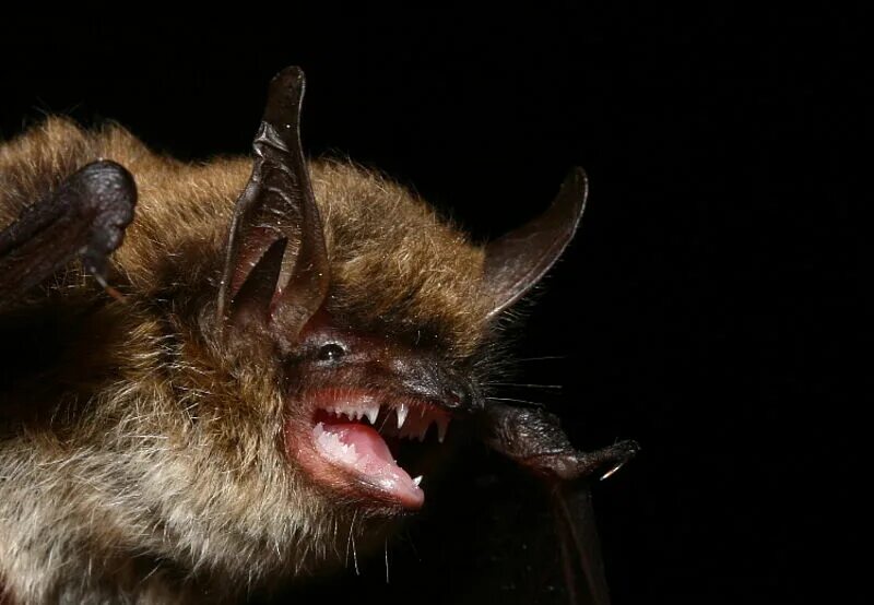 Ночница большая. Усатая ночница myotis mystacinus. ночница брандта. ночница брандта (myotis brandtii (eversmann, 1845)). летучая мышь усатая ночница.