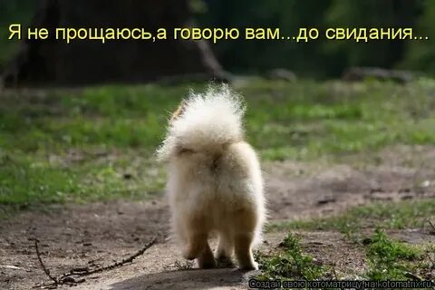 Смешные картинки прощай