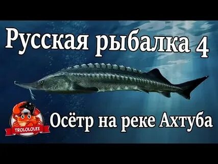 Как поймать осетра в реальной рыбалке