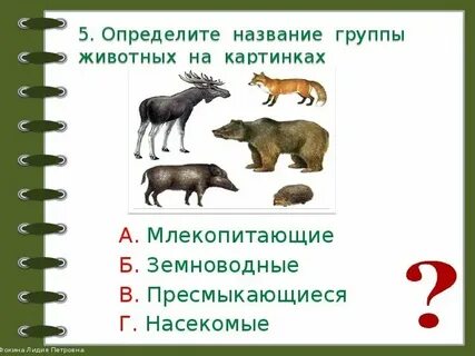 Задачи в мире животных