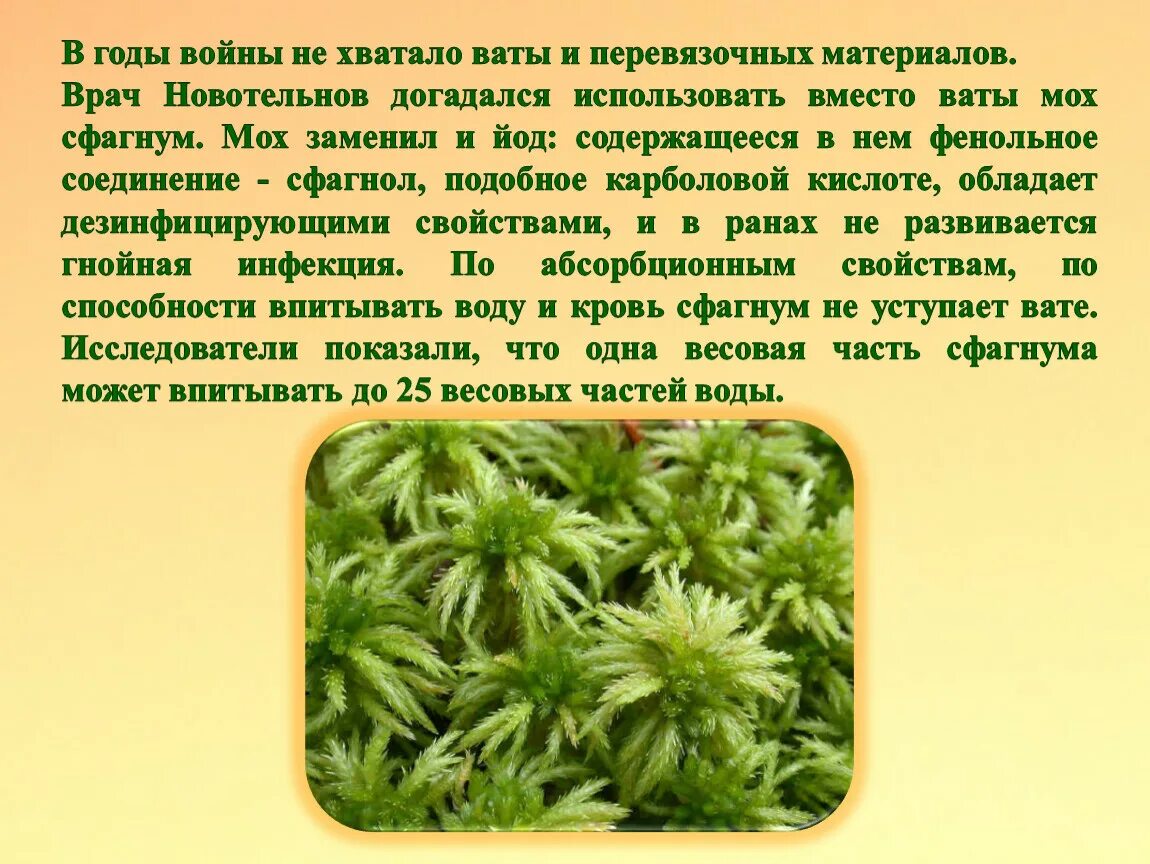 Почему мхам нужна вода. Мох сфагнум. Мох сфагнум для растений. Сфагнум перевязочный материал. Мох сфагнум перевязочный материал.