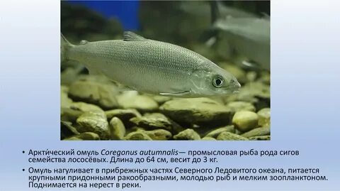 Рыбы северного ледовитого