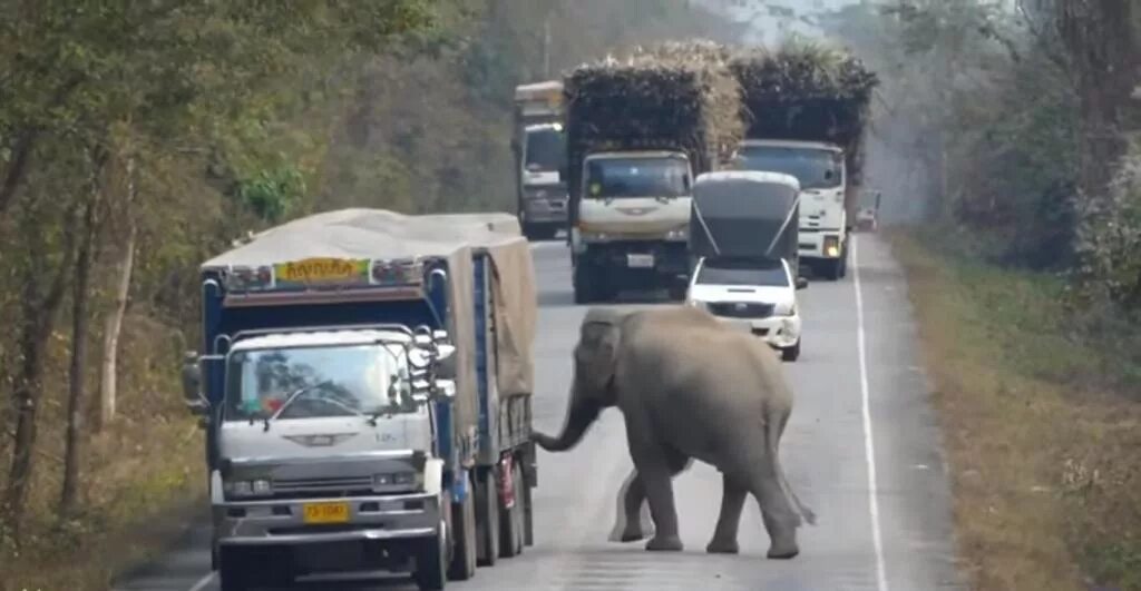 Слон в грузовике. Слоник в грузовике. Остановить грузовик