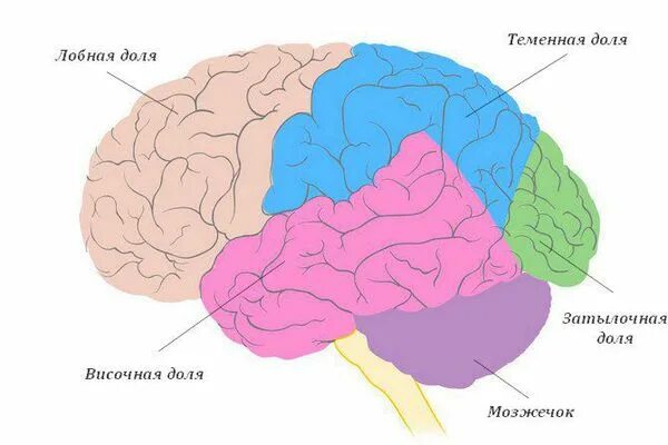 В теменной доле анализаторы. Лобная затылочная височная доли мозга. Доли головного мозга височная лобная.