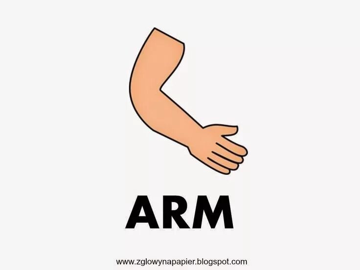 Картинка с надписью Arm. Arms слово. Arm картинка для детей. Arms детей.