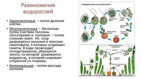 Преобладание бесполого поколения