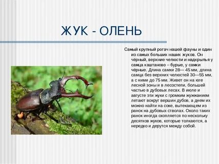 Жук олень красная книга