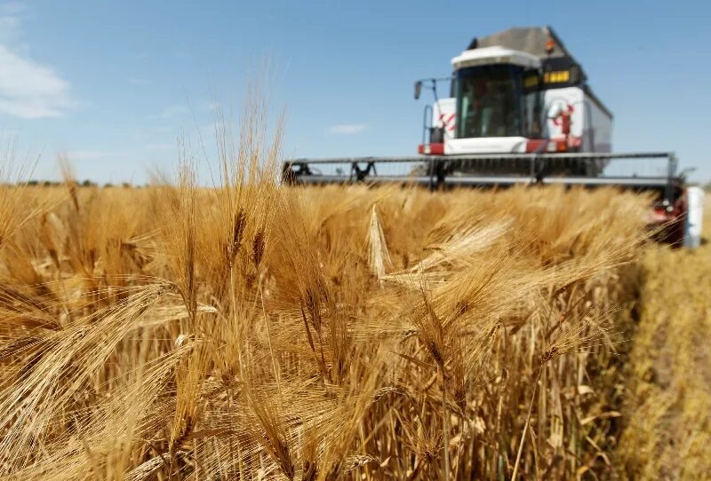 ставропольский край сельскохозяйственные. поля ставропольского края. хозяйство ставропольского края. уборка урожая. экономика ставропольского края сельское хозяйство.