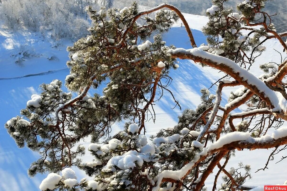 Хвойные под снегом. Сосна зимой. Сосны в снегу. Деревья под снегом. Ветви сосны зимой.