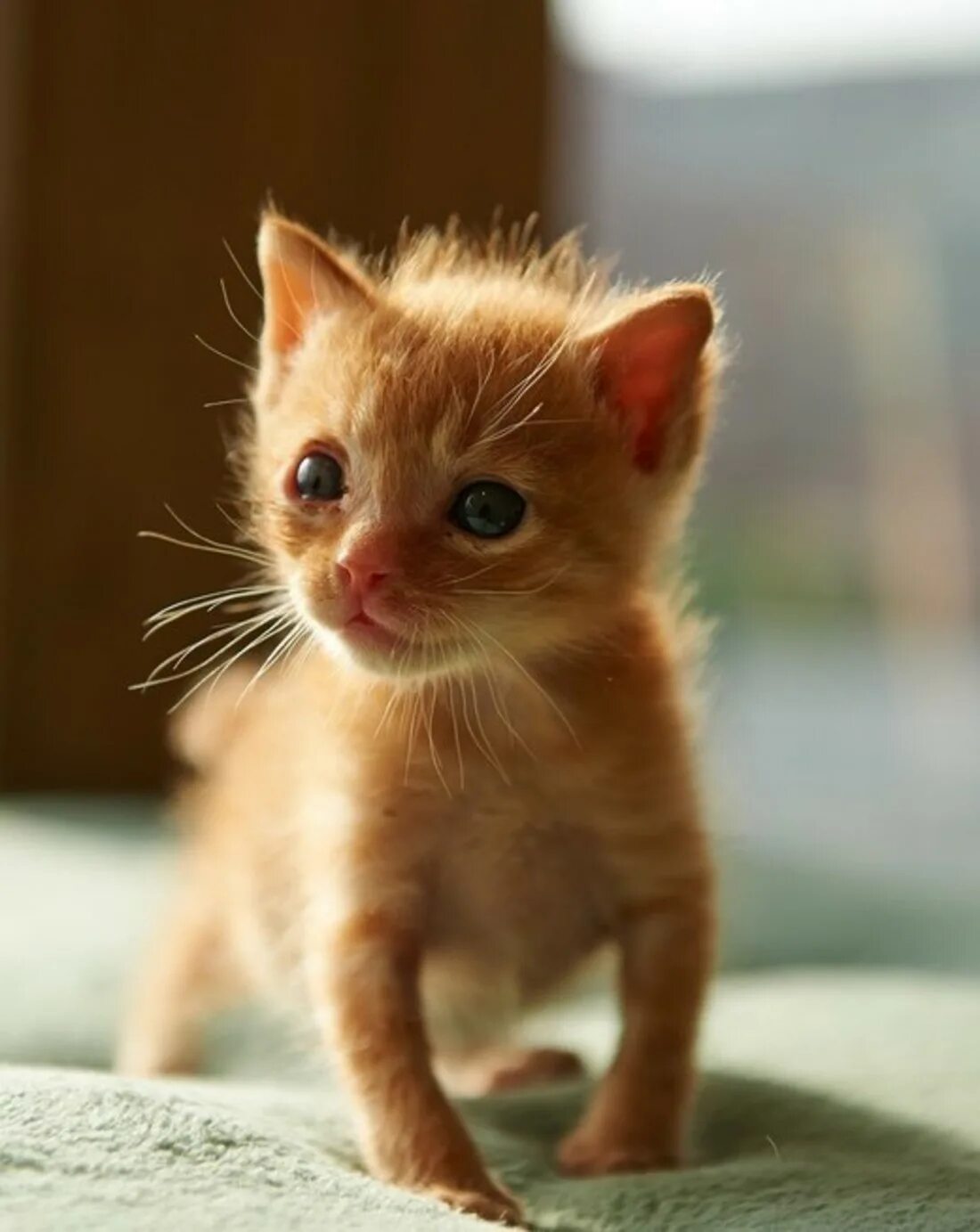 покажите котиков пожалуйста