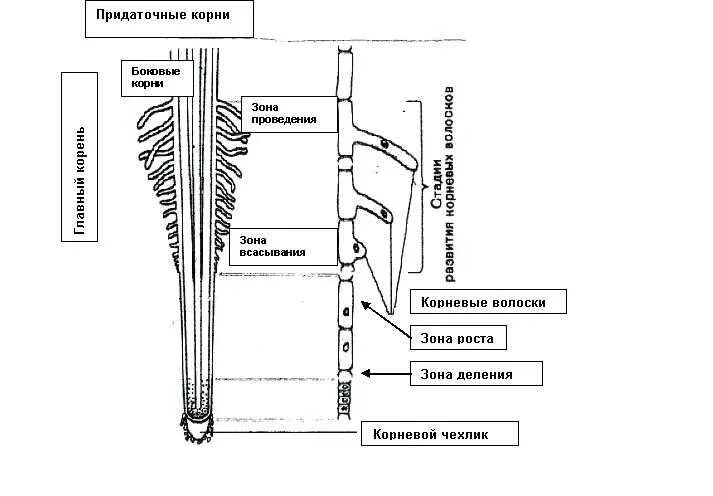 Строение зоны корня рисунок. Схема строения корня растения. Схема строения корня биология 6 класс. Схема корневой чехлик и корневые волоски. Строение зоны корня схема.