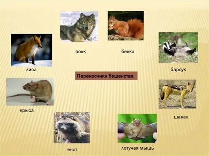 Вирус бешенства переносчики