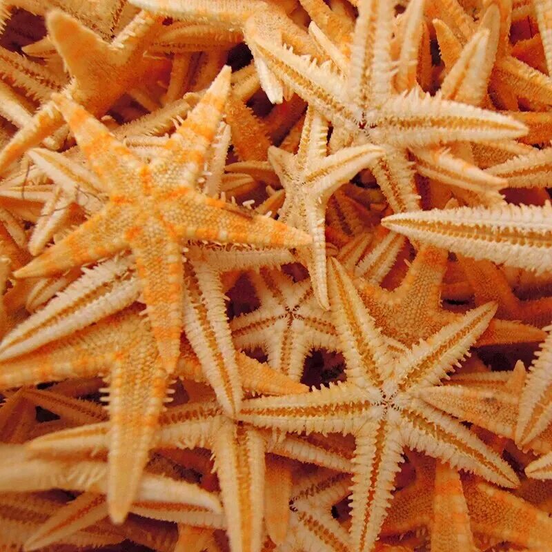 Морская звезда. Сушеная морская звезда. Морская звезда сухая. Засушенная морская звезда.