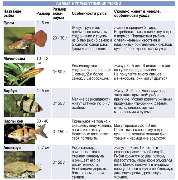 Сколько кормить аквариумных рыбок