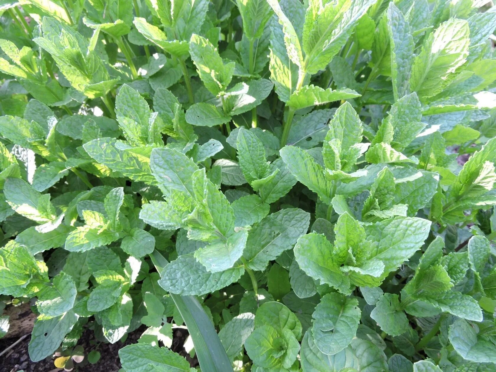 Мята ароматная. Мята Земляничная ( Mentha species Erdbeerminze). Мята круглолистная Апфелминце. Мята крупнолистная. Мята Земляничная Альмира.