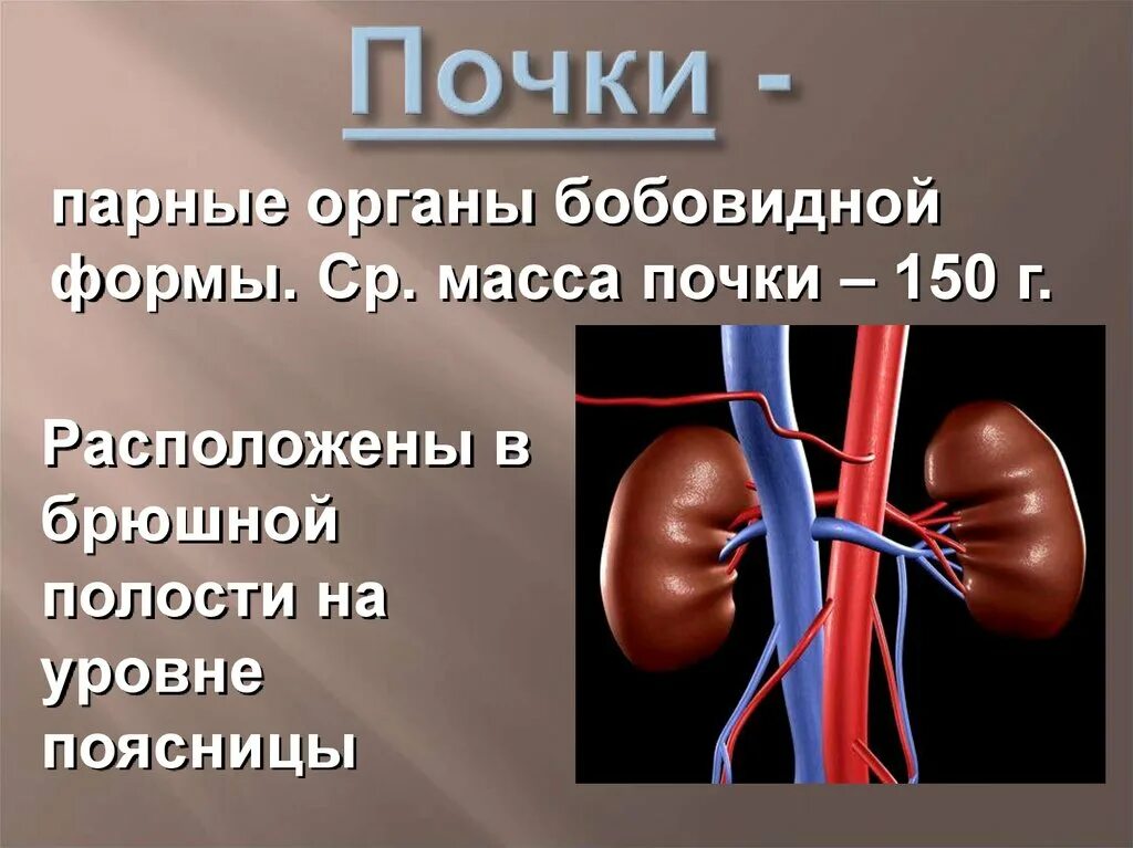 Выделительная система человека 4
