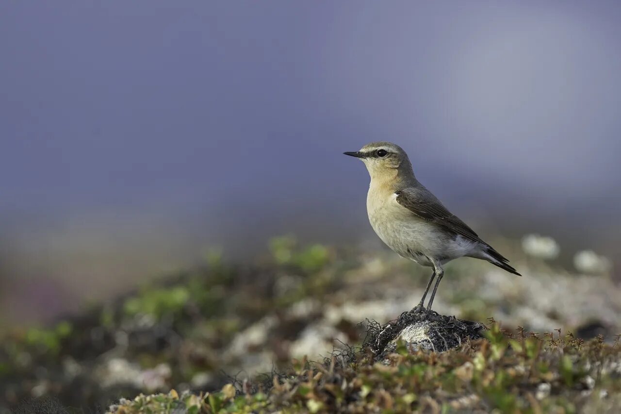 пернатые обитатели. пернатые обитатели. сойка garrulus glandarius. пернатые обитатели. пернатые обитатели.