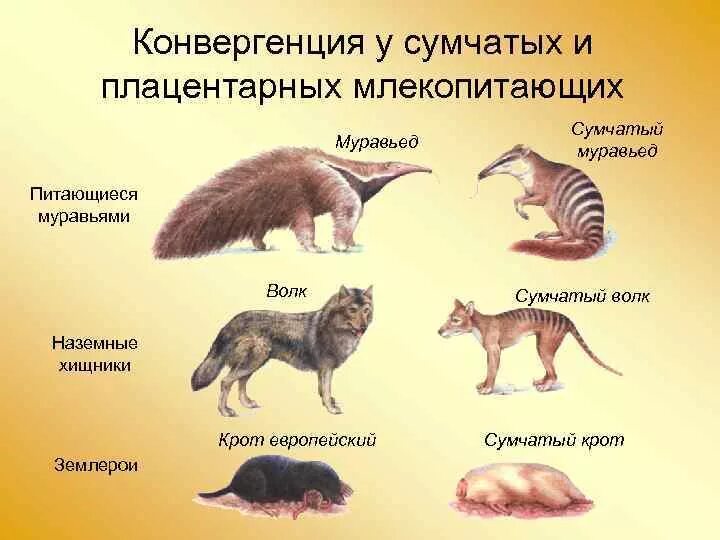 Дивергенция строение. Эволюция плацентарных млекопитающих. Представители высших плацентарных млекопитающих. Сумчатые звери представители. Плацентарные млекопитающие признаки.