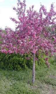 Какие кустарники растут в краснодарском крае