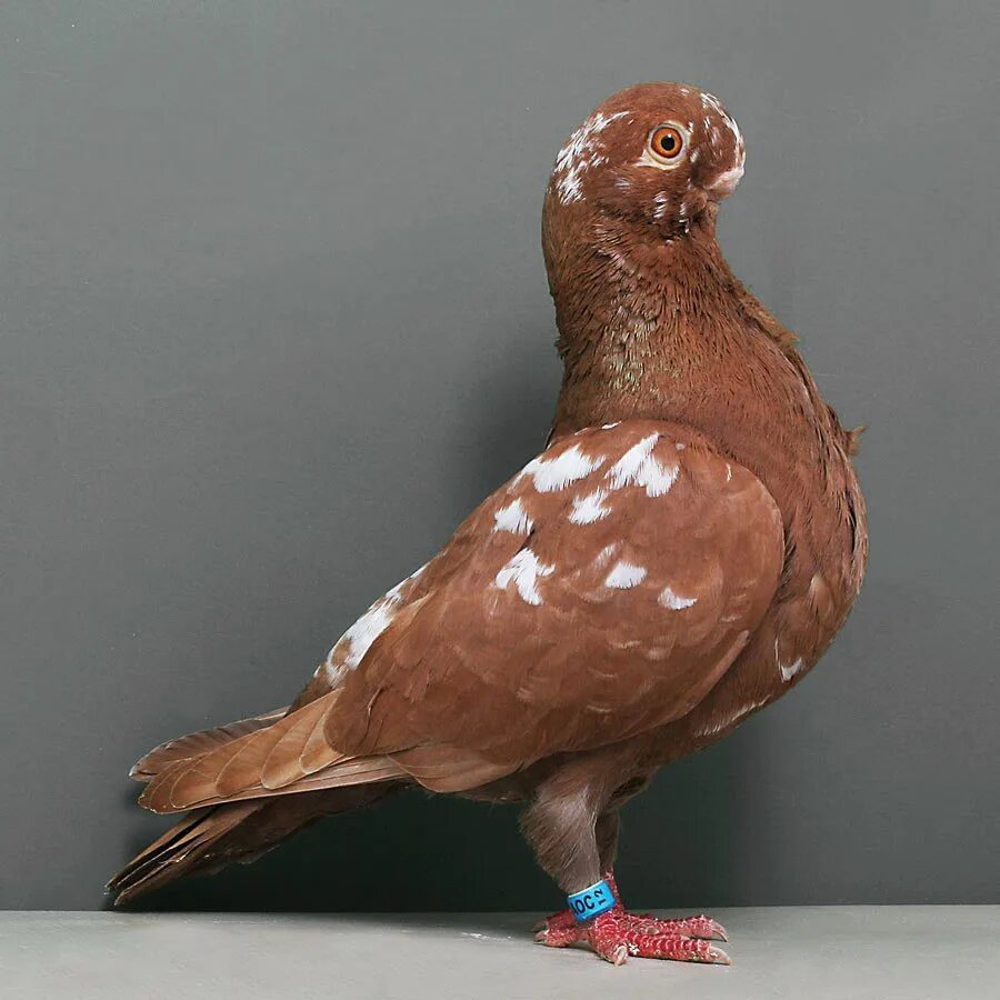 Биоритмы сова жаворонок голубь. Голуби породы каплан. Хронотип сова жаворонок голубь. Хронотип сова жаворонок голубь. Биоритмы сова жаворонок голубь.