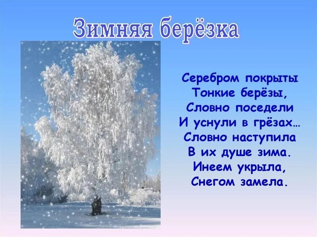 Белая березка аод моим окном. Снегом словно серебром. Снегом словно серебром. Белая берёза под моим окном. Белая берёза под моим окном принакрылась снегом точно серебром.