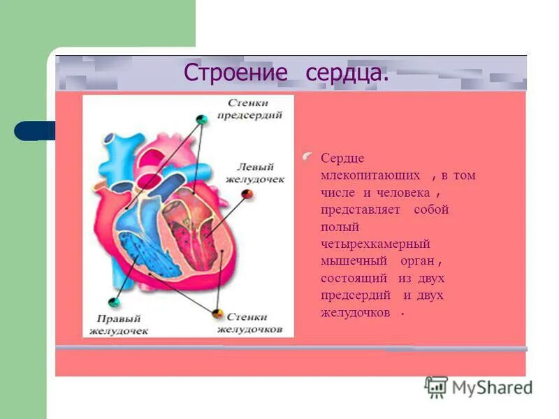 Сердце млекопитающих. Сердце человека это четырехкамерный мышечный орган. Сердце это четырехкамерный мышечный орган работающий. Клапаны сердца млекопитающих. Сердце млекопитающих состоит из двух