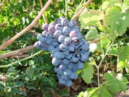 Сорт винограда альфа описание отзывы