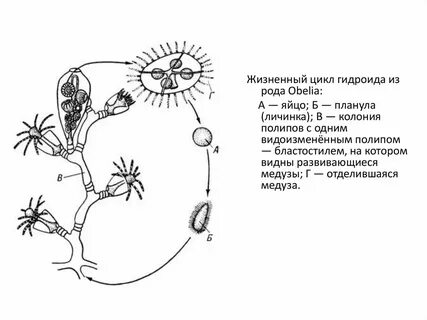Цикл полипов