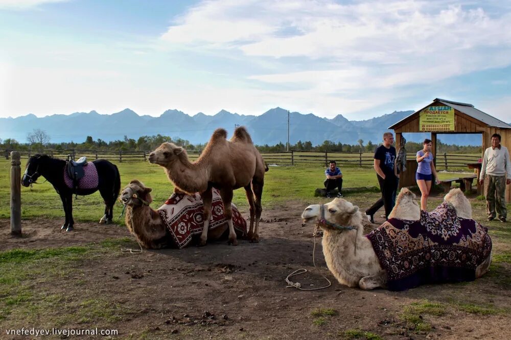 животноводство в монголии. хозяйство бурят. хозяйство бурят. хозяйство бурят. животноводство в нарыне.